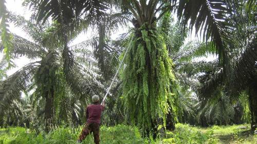 Harga TBS sawit swadaya di Riau hari ini.(ilustrasi/int)