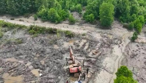 Polda Riau tetapkan tersangka pembuka 111 hektare kawasan mangrove Dumai (foto/int)