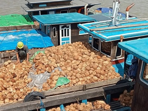 Para Petani kelapa di Kecamatan Kuala Kampar, Kabupaten Pelalawan merasa senang karena kenaikan harga mencapai Rp 6.930 per Kg. (Foto: Andi Indrayanto)