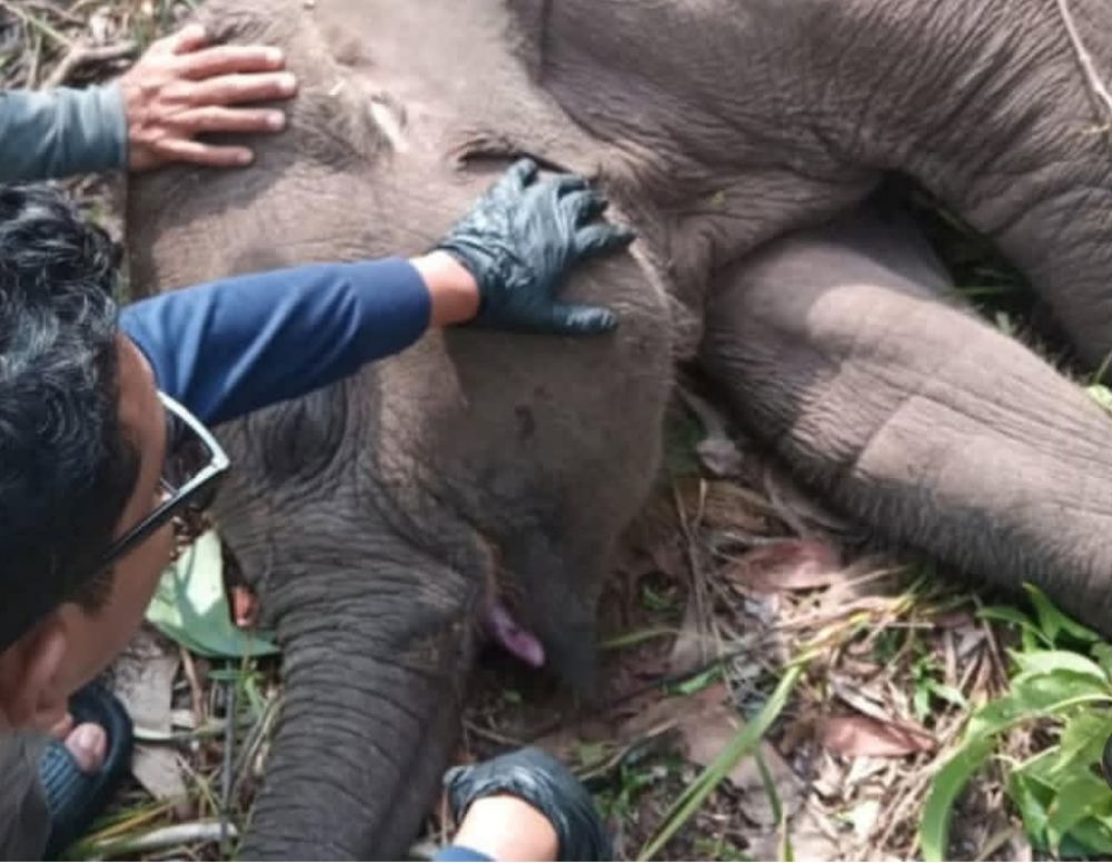 Gajah bernama Tari, ditemukan mati mendadak di kawasan Taman Nasional Tesso Nilo (foto/MCRiau)