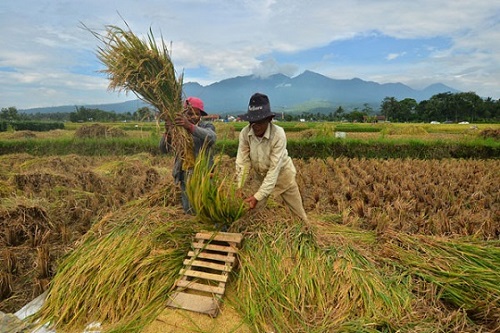 Produksi padi di Riau.(ilustrasi/int)