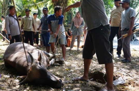 Hewan kurban ASN Pemprov Riau terkumpul 50 ekor (foto/int)