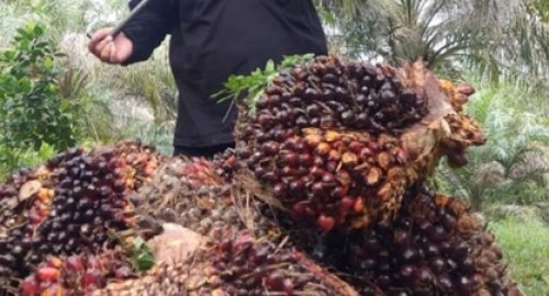 Harga TBS Sawit swadaya di Riau pekan ini naik (foto/int)