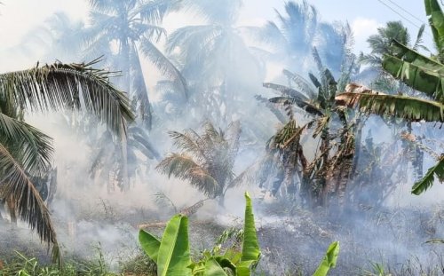 Ilustrasi Karhutla masih menghantui wilayah Riau (foto/int)