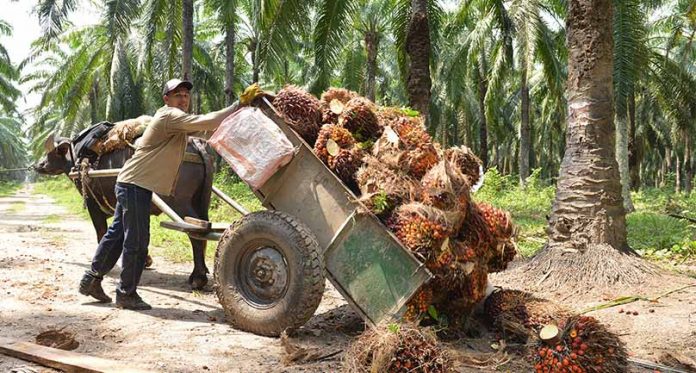 Harga sawit swadaya di Riau pekan ini.(ilustrasi/int)