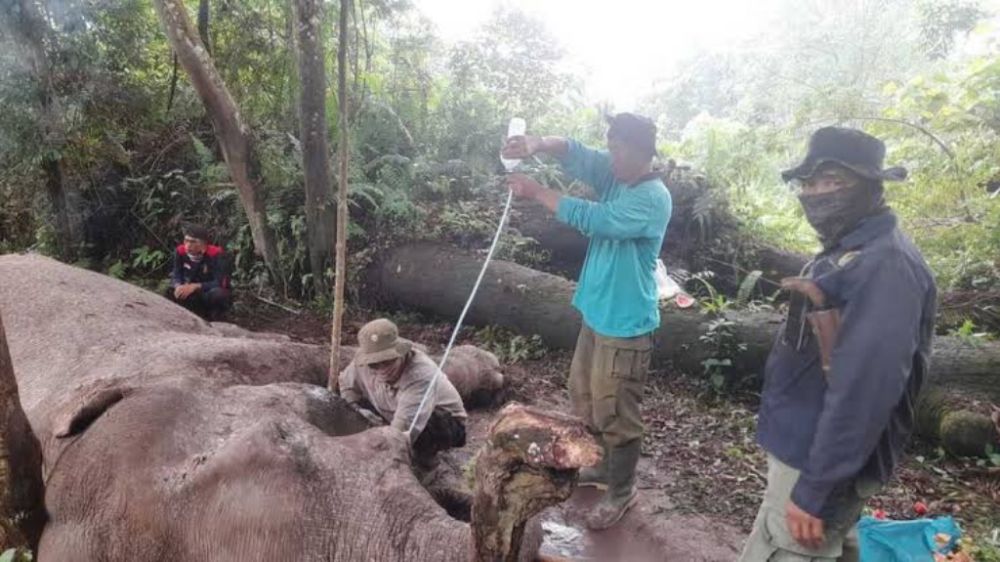 Penyelidikan untuk mengetahui pembunuh dan pencuri gading gajah 