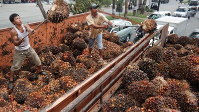 Harga TBS sawit plasma di Riau pekan ini.(ilustrasi/int)