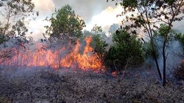 Ilustrasi ratusan hektare lahan dan hutan terbakar di Riau sejak awal tahun (foto/int)