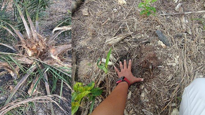 Kebun sawit warga di Desa Pulau Sarak, Kecamatan Rumbio Jaya diduga dirusak gajah (foto/tribunpku)