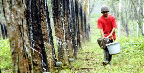 Harga karet di Riau pekan ini.(ilustrasi/int)