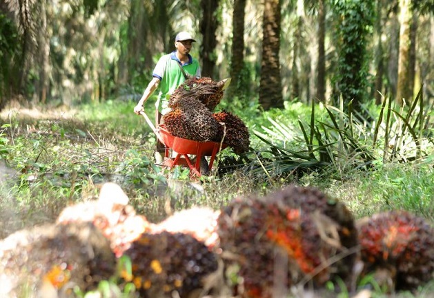 Ilustrasi Pemprov Riau dorong hilirisasi investasi sektor perkebunan sawit (foto/int)