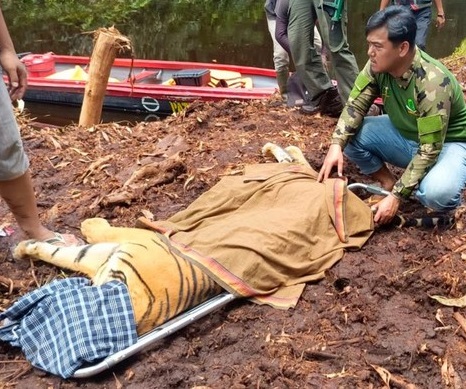 Evakuasi harimau Sumatera.