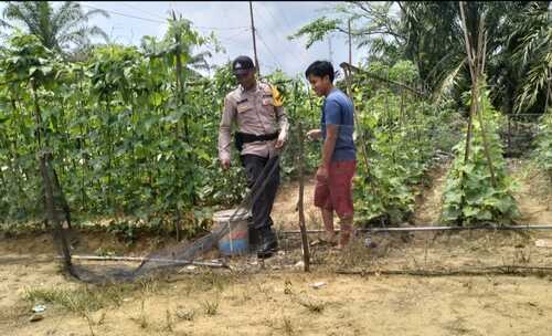 Polsek Simpang Kanan melaksanakan pengecekan program Pekarangan Pangan Bergizi di Kepenghuluan Bukit Damar. (Foto: Afrizal)