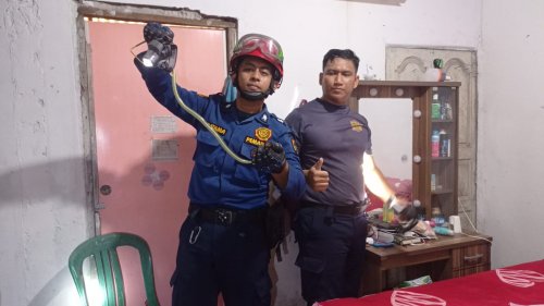 Damkar Pekanbaru mengevakuasi ular sanca dari plafon rumah warga di Marpoyan Damai (foto/ist)