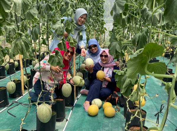 Kebun melon yang terletak di Jalan Hangtuah, Pekanbaru diserbu pembeli (foto/ist)