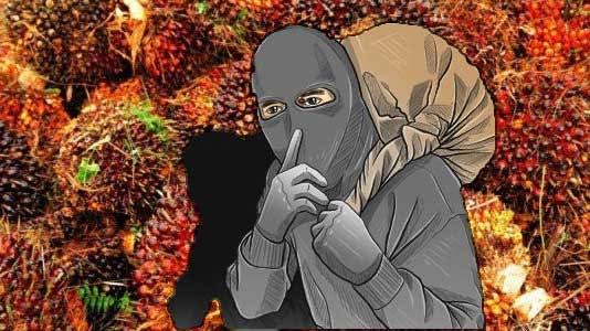 Ilustrasi oknum polisi curi berondolan sawit di Aceh Tamiang (foto/int)