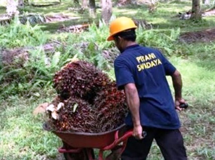 Independent oil palm farmers.(illustration/int)