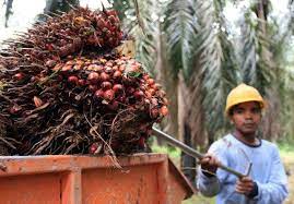 Ilustrasi harga TBS sawit di Riau naik (foto/int)