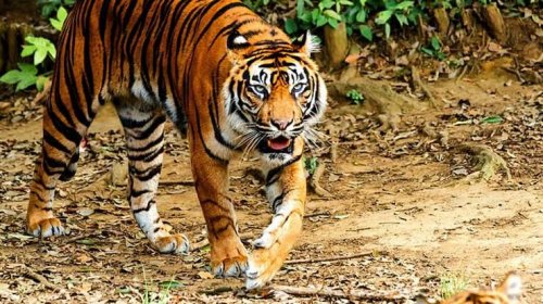 Harimau Sumatera intens muncul di pemukiman warga di Riau.(ilustrasi/int)
