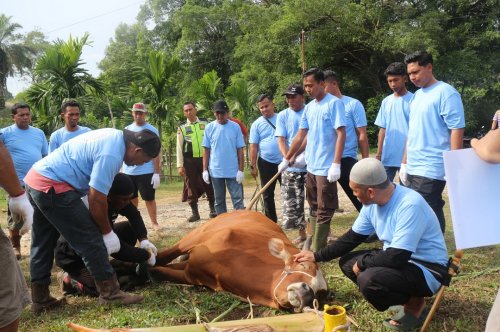 Energi kebersamaan PHR Zona 1 lewat distribusi puluhan hewan kurban.(foto: andi/halloriau.com)