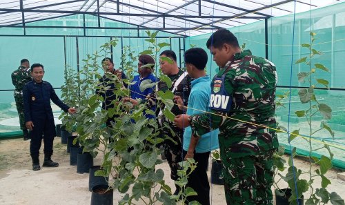 Potret suburnya kebun sayur binaan Napi Lapas Bagansiapiapi.(foto: afrizal/halloriau.com)
