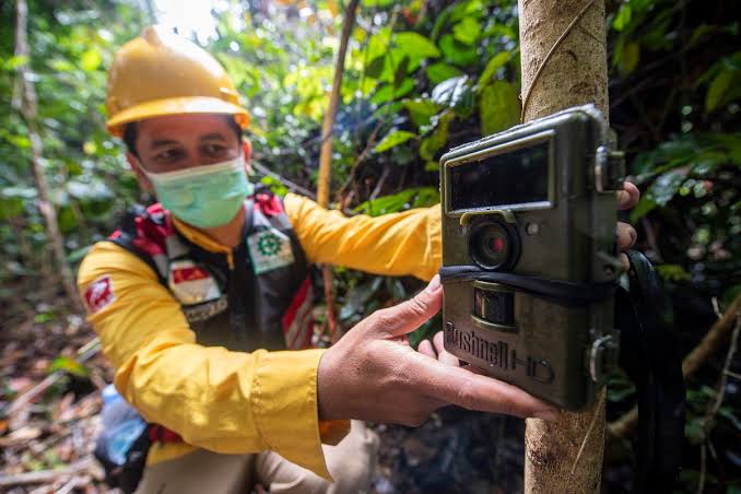 Mitigasi Konflik Harimau Di Pulau Muda Pelalawan Bbksda Riau Pasang 2