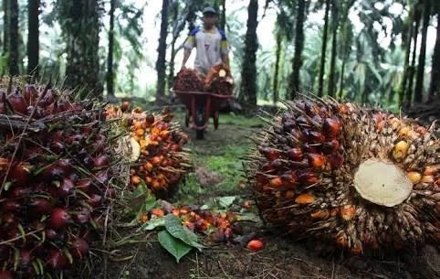 Harga TBS sawit Plasma di Riau pekan ini.(ilustrasi/int)