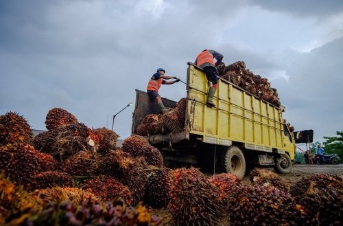 Harga TBS kelapa sawit mitra plasma Riau pekan ini turun.(ilustrasi/int)