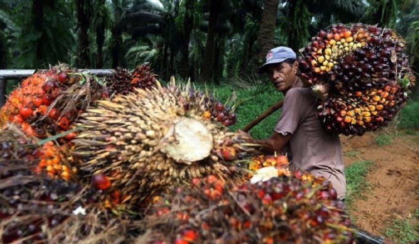 Ilustrasi harga TBS sawit plasma di Riau hari ini naik (foto/int)