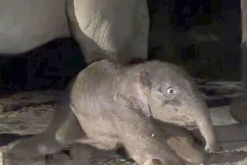 Anak Gajah Sumatra lahir sehat di TNTN, hasil perkawinan dengan gajah liar (foto/int)