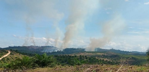Kawasan Hutan Lindung Bukit Suligi, Kecamatan Tandun, Rokan Hulu terbakar. Api belum berhasil dipadamkan hingga Rabu (21/7/2021) malam ini.
