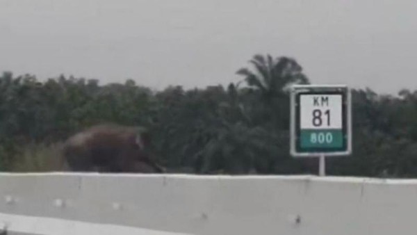 Tangkapan video gajah getar melintas di KM 81 Tol Pekanbaru-Dumai.(foto: detik.com)