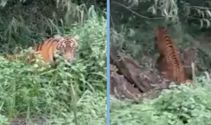 Video penampakan harimau di Kampung Olak, Kecamatan Sungai Mandau viral (foto/int)