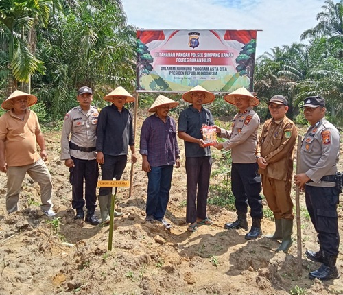 Polsek Simpang Kanan berkolaborasi dengan masyarakat tani Kepenghuluan Bukit Damar, melaksanakan kegiatan penanaman jagung. (Foto: Afrizal)