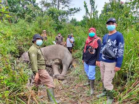 Seekor gajah ditemukan mati di Bukit Apolo, Desa Bagan Limau, Ukui, Pelalawan