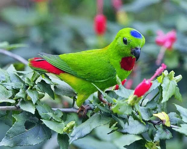 Burung Serindit.(foto: int)