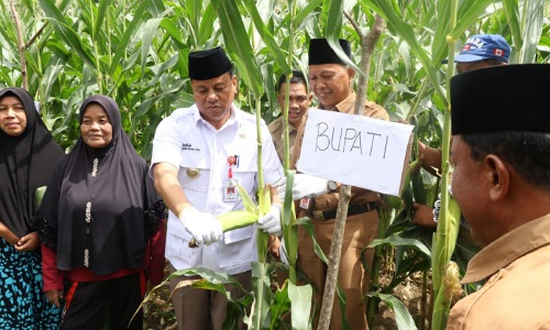 Panen Jagung Di Inuman Suhardiman Amby Ajak Masyarakat Jaga Ketahanan