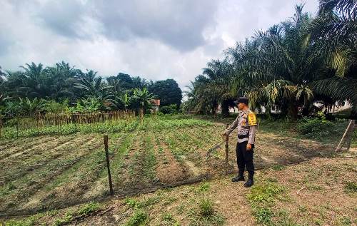 Personel Polsek Simpang Kanan melakukan pemantauan ladang warga.(foto: afrizal/halloriau.com)