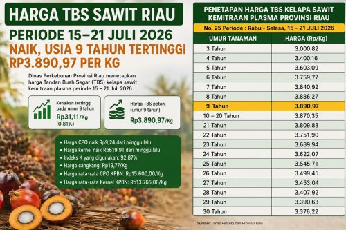 Harga TBS sawit plasma di Riau pekan ini.(infografis/halloriau.com)