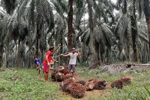 Ilustrasi harga TBS Sawit di Provinsi Riau alami penurunan pekan ini (foto/int)