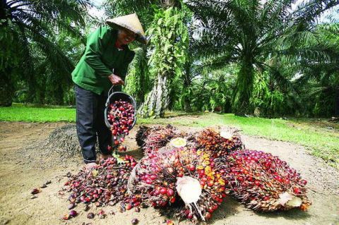 Harga TBS sawit plasma di Riau pekan ini.(ilustrasi/int)