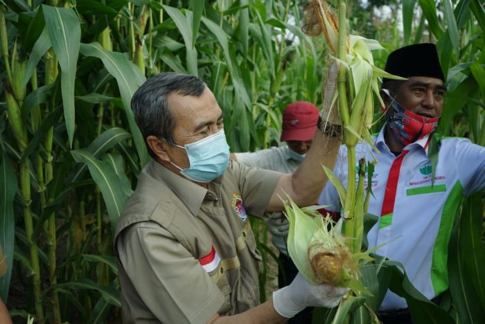 Gubernur Riau Syamsuar panen jagung