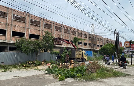 Petugas DLHK Pekanbaru memotong pohon yang melintang di Jalan Dharma Bhakti, Pekanbaru (foto/Bima)