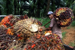 Harga TBS kelapa sawit di Riau terus merosot, ada yang Rp700 per kilogram (foto/ilustrasi)