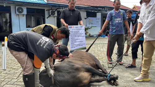 DJBC Riau dan IZI membagikan daging kurban untuk fakir miskin (foto/ist)