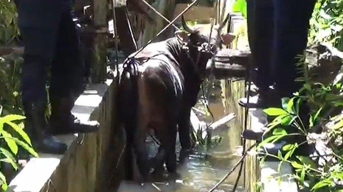 Sapi jumbo nyaris seruduk warga Pekanbaru (foto/tribunpku)