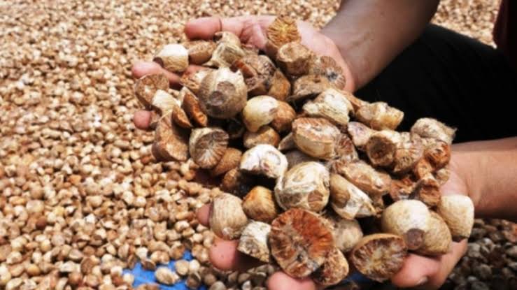 Harga pinang kering di Riau tembus Rp4.863 per Kg (foto/int)