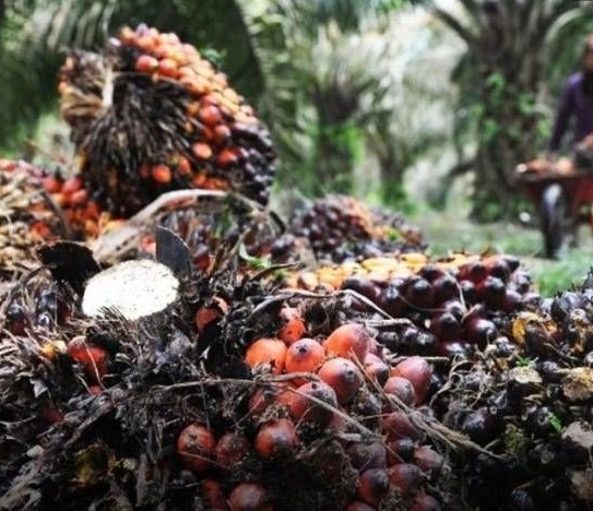 illustration: palm oil.