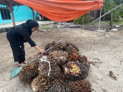 Harga TBS kelapa sawit kemitraan plasma alami kenaikan. (Foto: Sri Wahyuni)