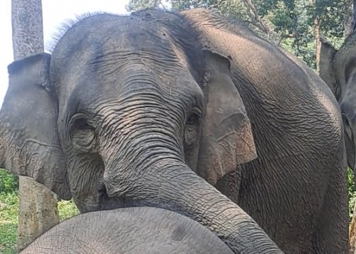 Ilustrasi Koalisi Untuk Gajah Pelalawan soroti sidang kasus perburuan gading gajah (foto/riki)